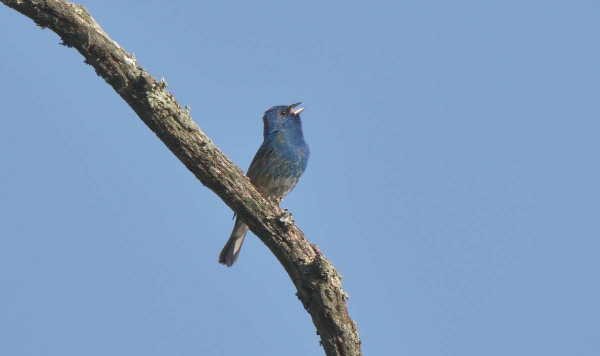 Indigo Bunting - ML460176621