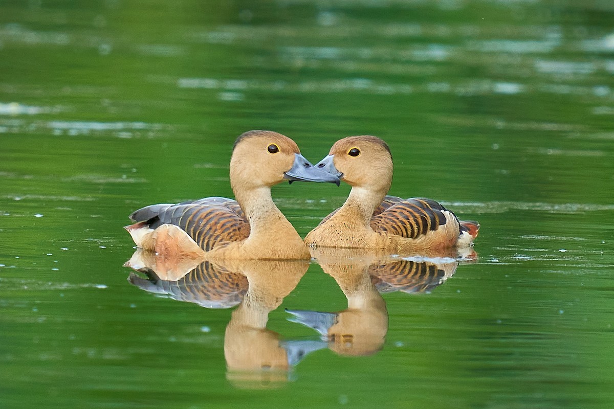 Lesser Whistling-Duck - ML460177251