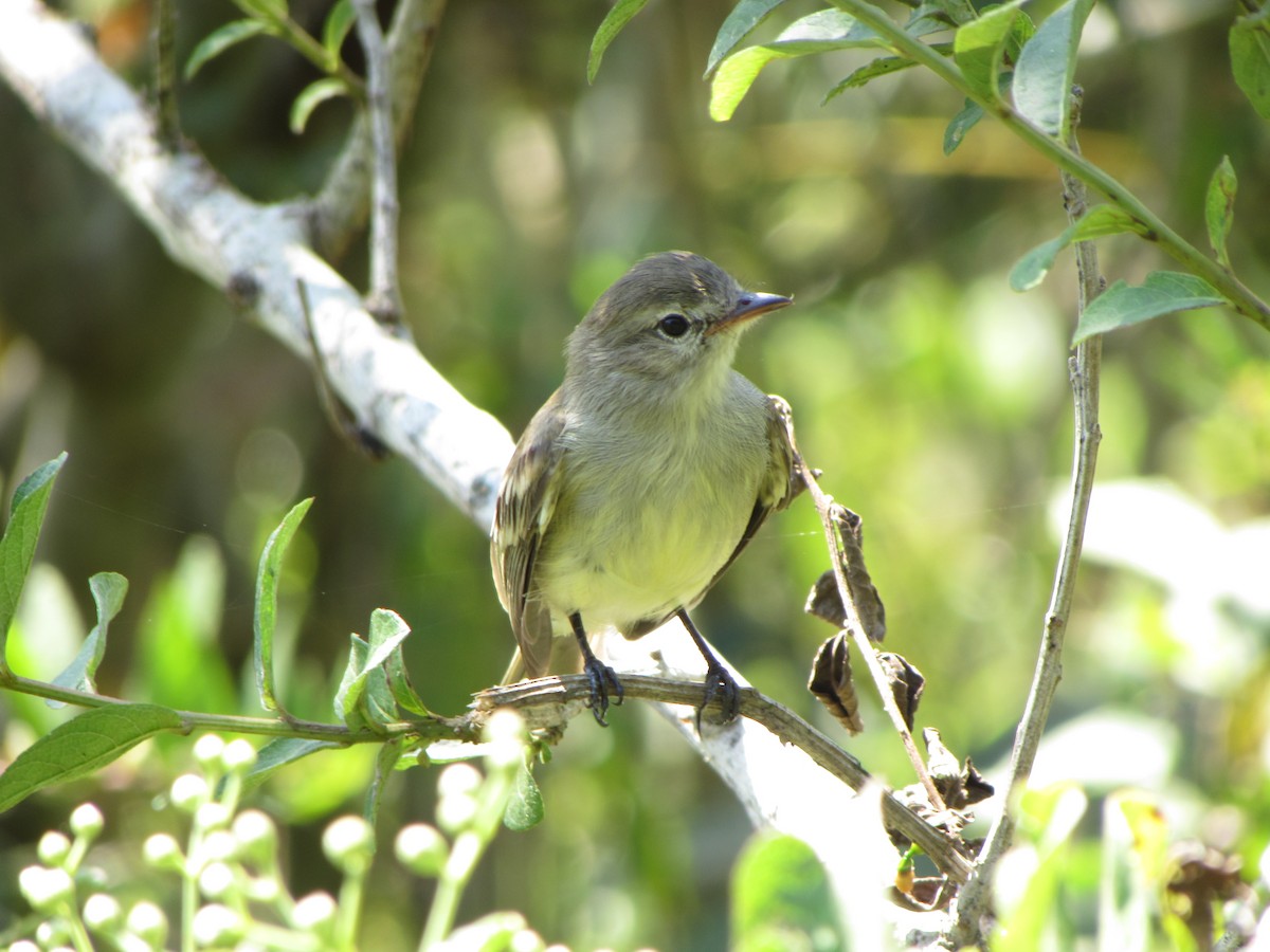 Northern Mouse-colored Tyrannulet - Francisco Mariñez