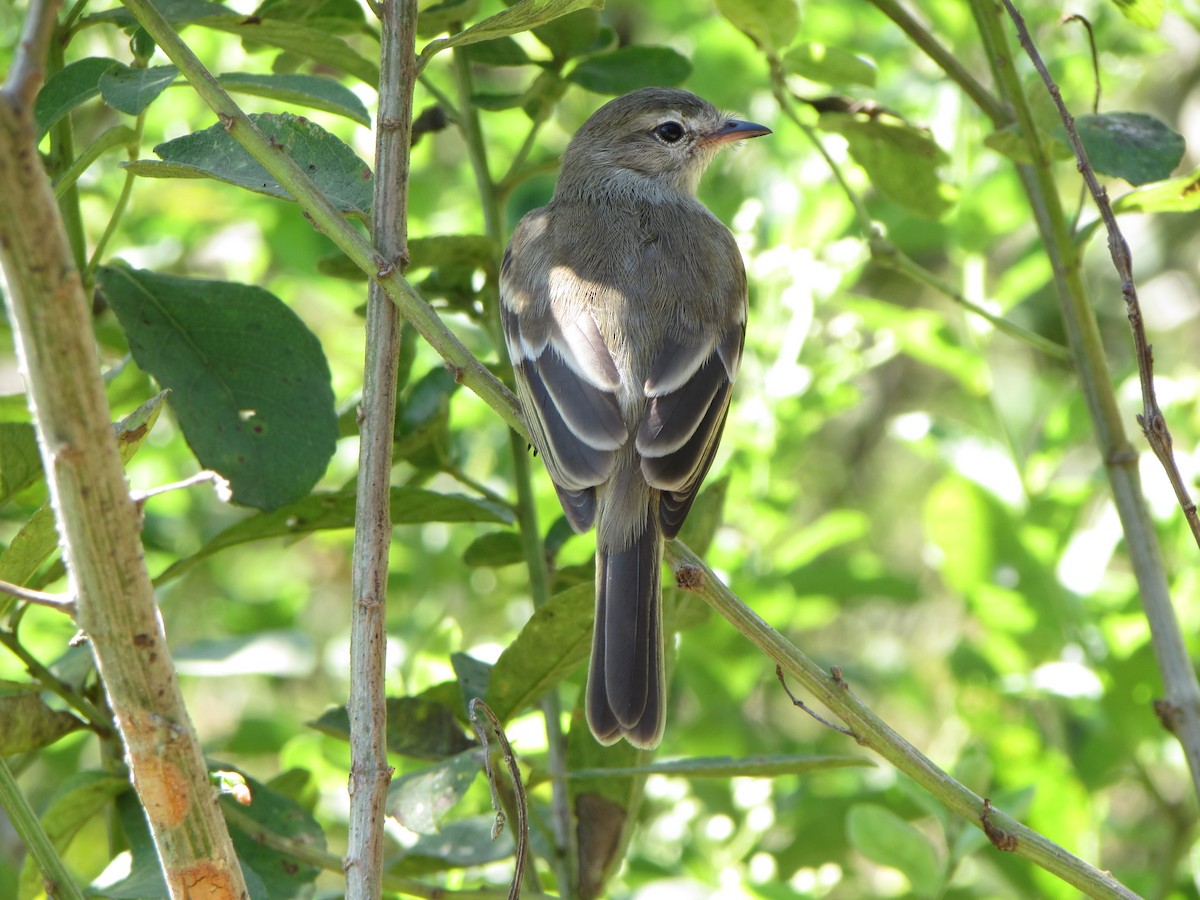 Northern Mouse-colored Tyrannulet - Francisco Mariñez