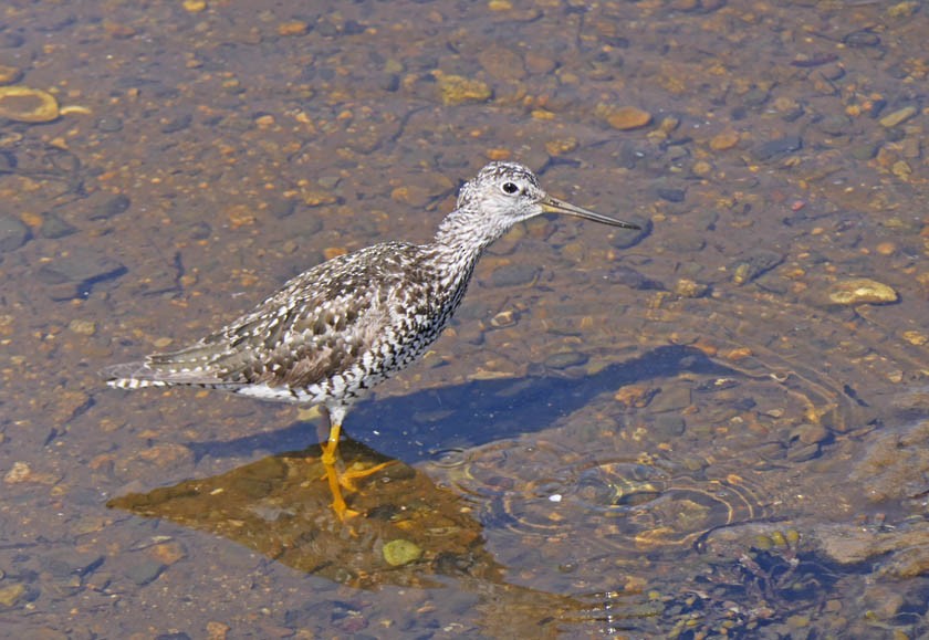 Greater Yellowlegs - ML460177901