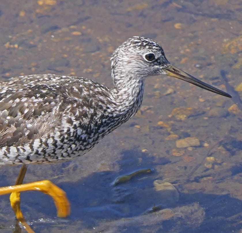 Greater Yellowlegs - ML460177911