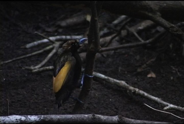 Magnificent Bird-of-Paradise - ML460179