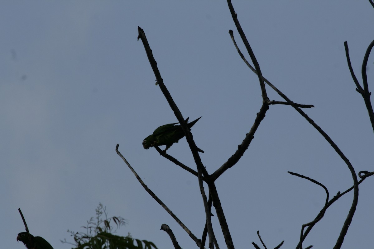 Blue-crowned Parakeet - ML460179251