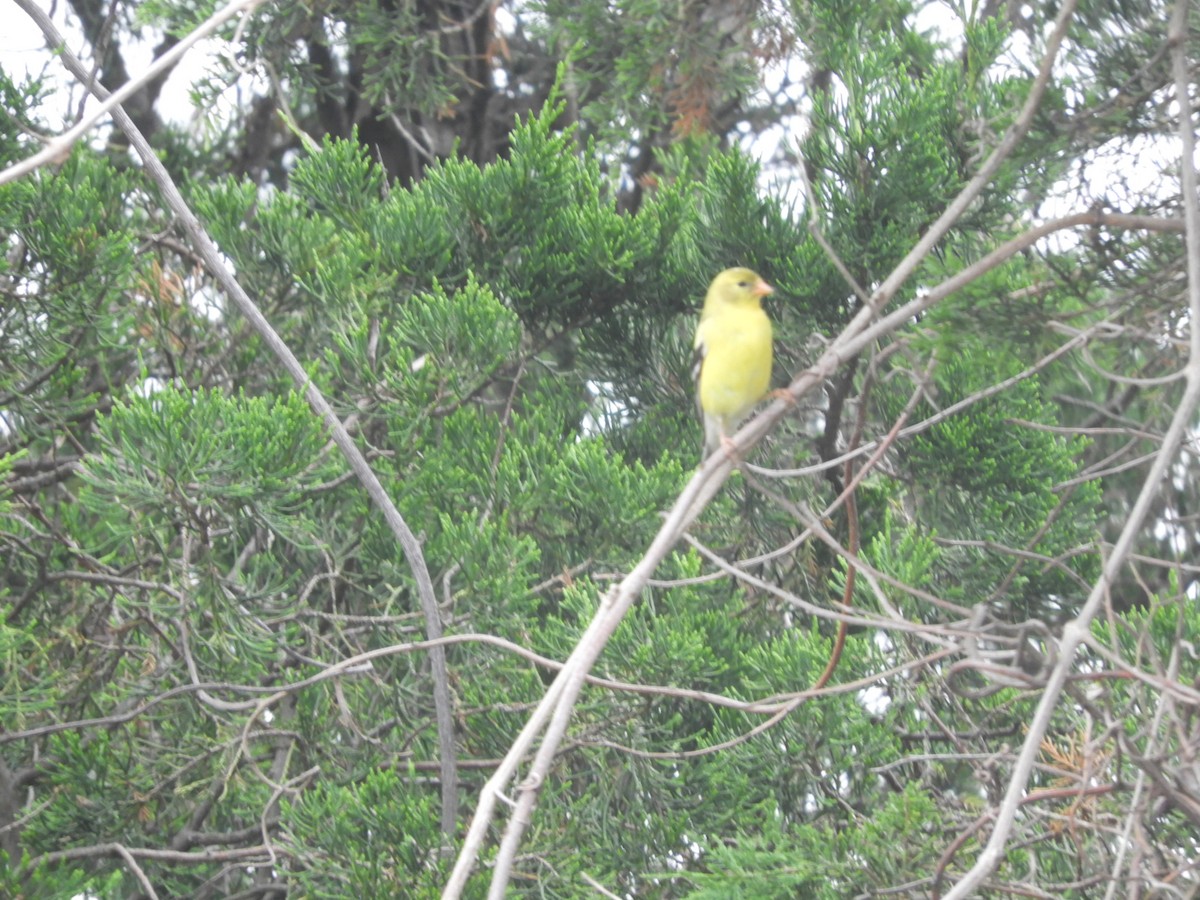 American Goldfinch - ML460179271