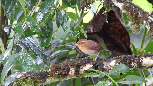 Mountain Wren - ML460179461