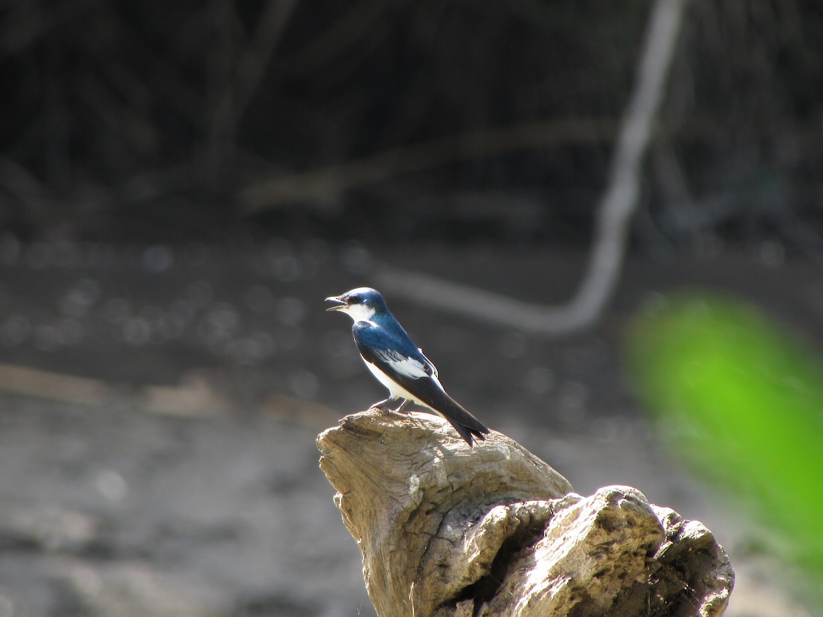 White-winged Swallow - ML46017951