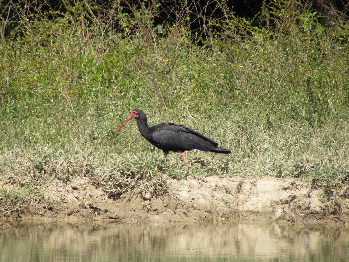 ibis dlouhoocasý - ML46018051