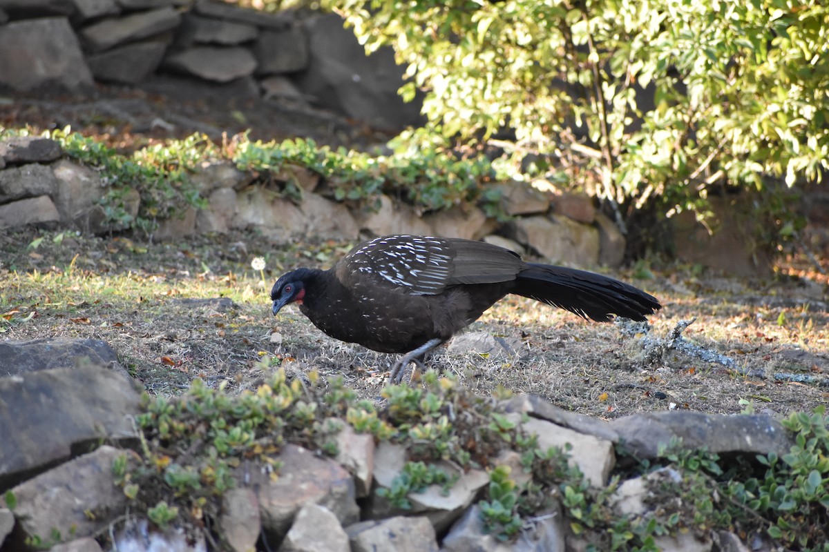 Pava de las Yungas - ML460180561