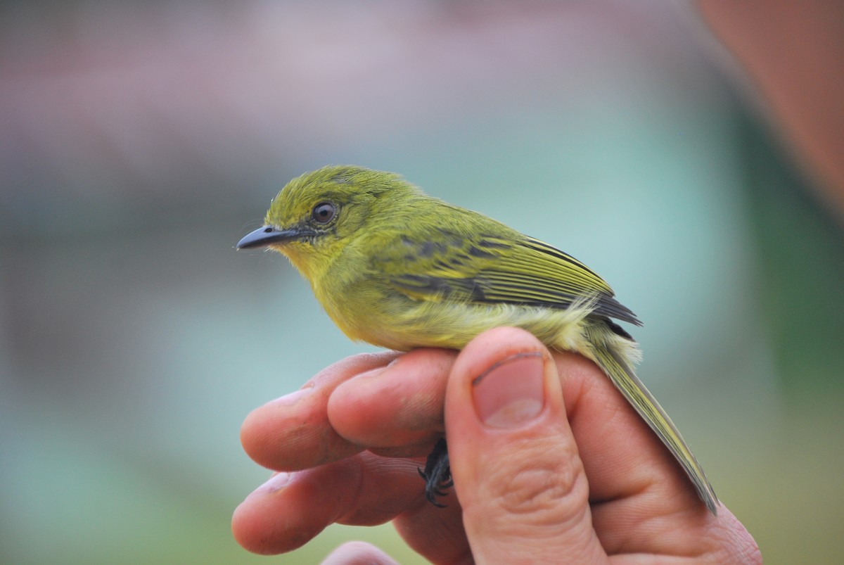 Olive-faced Flatbill - ML460180731