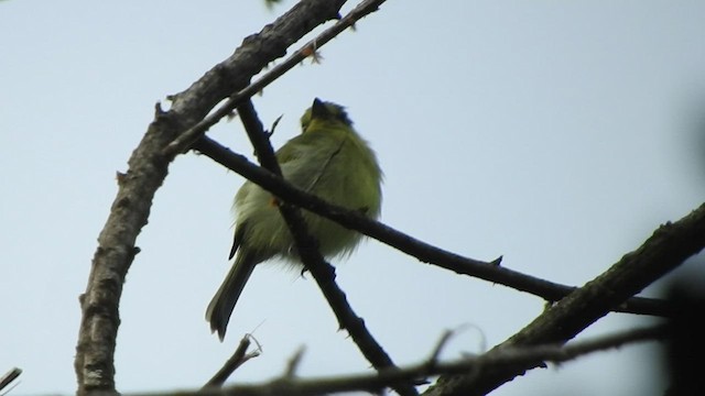 Olive-faced Flatbill - ML460180771