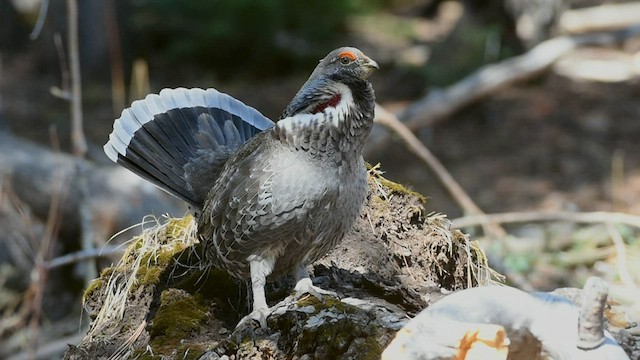 Dusky Grouse - ML460180821