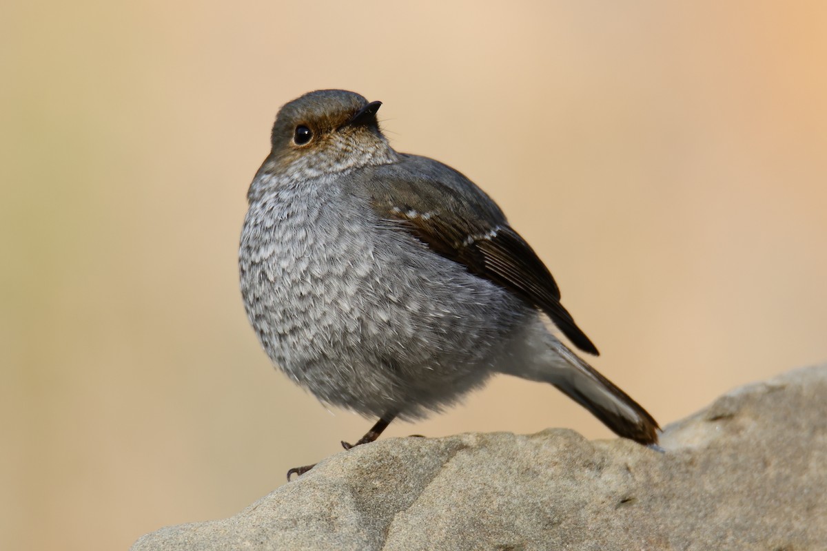 Plumbeous Redstart - ML460180961