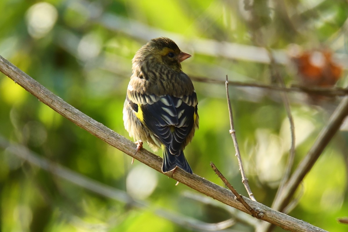 Yellow-breasted Greenfinch - Angshuman Roychoudhury