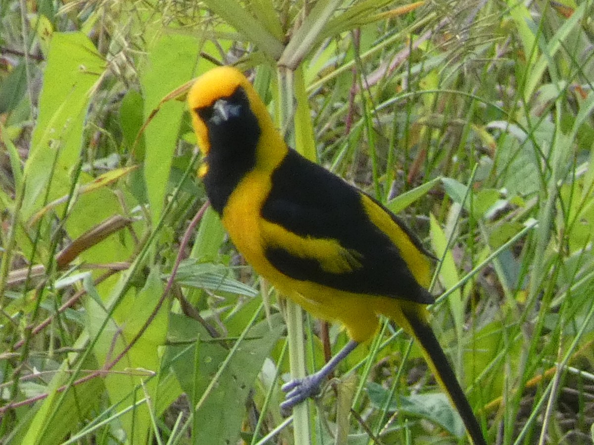 Yellow-tailed Oriole - ML460181631