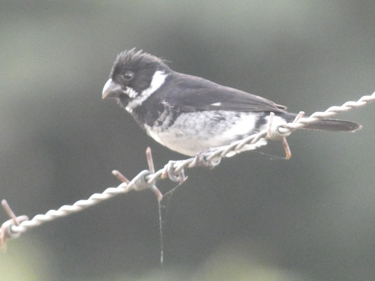 Variable Seedeater - ML460181661