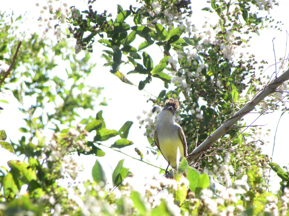 Brown-crested Flycatcher - ML46018211