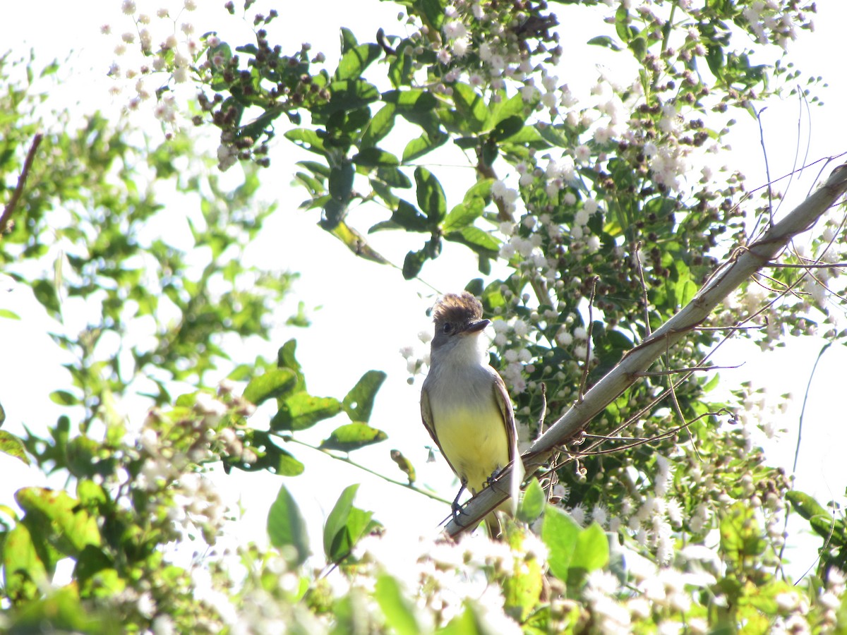 Brown-crested Flycatcher - ML46018221