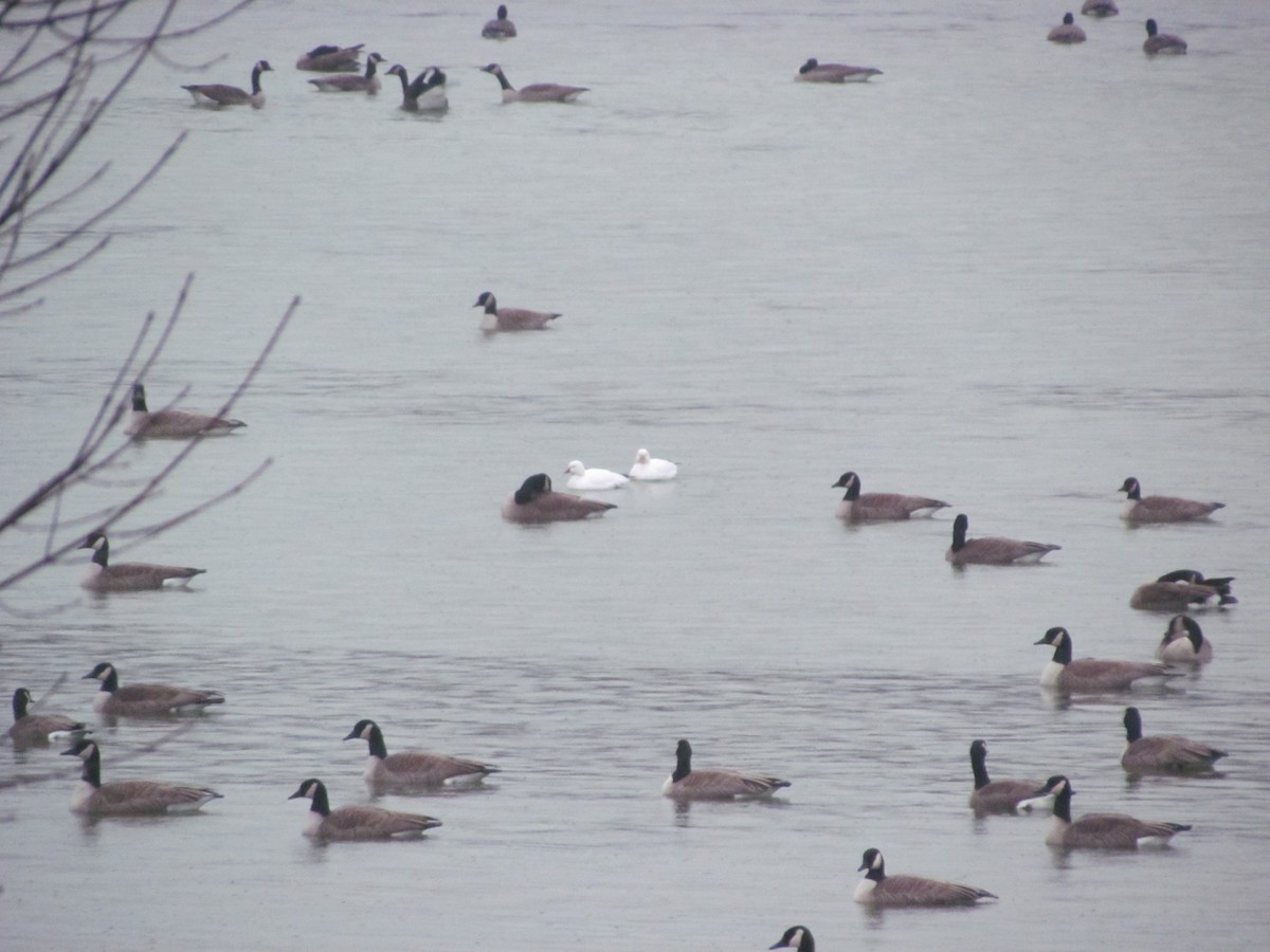 Ross's Goose - Susan Carpenter