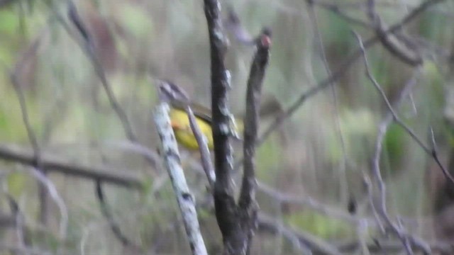 Three-banded Warbler - ML460182361