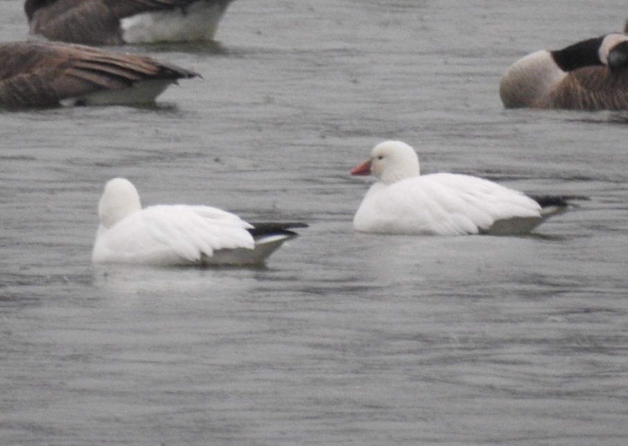 Ross's Goose - Brian Tinker