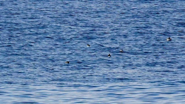 Atlantic Puffin - ML460183731