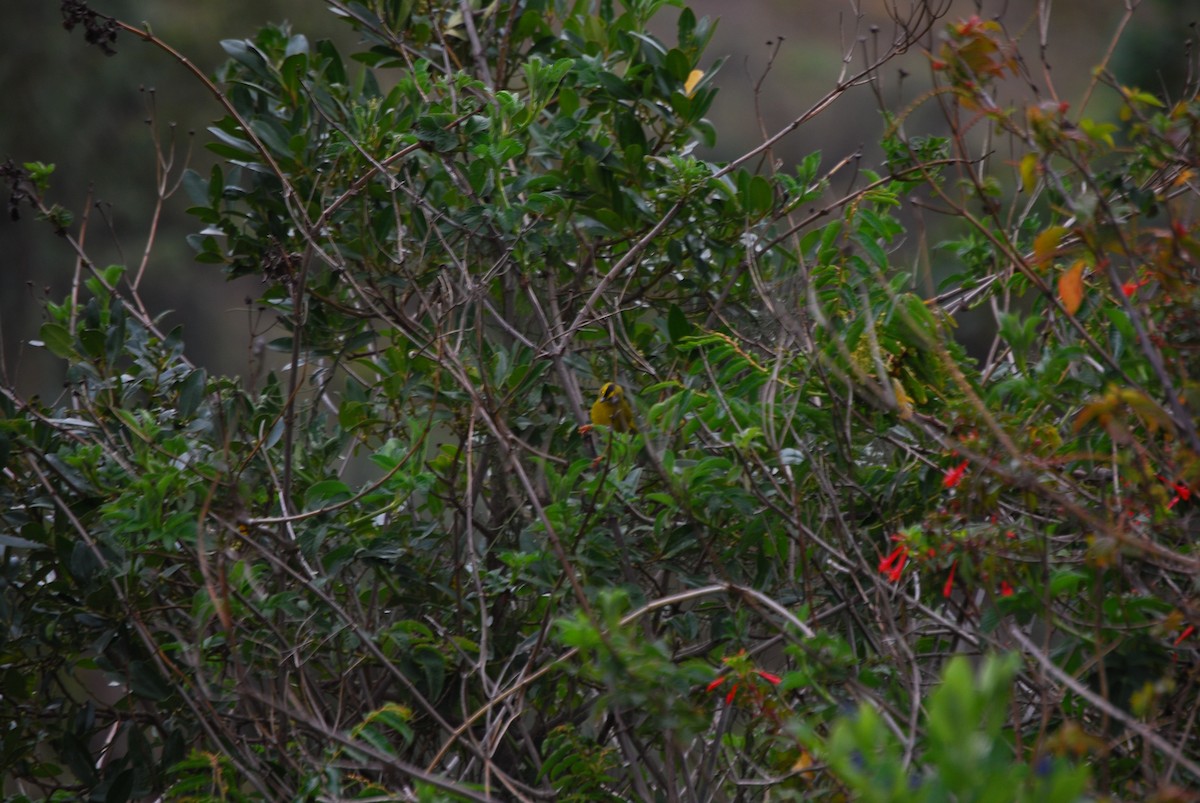 Black-crested Warbler - ML460184421