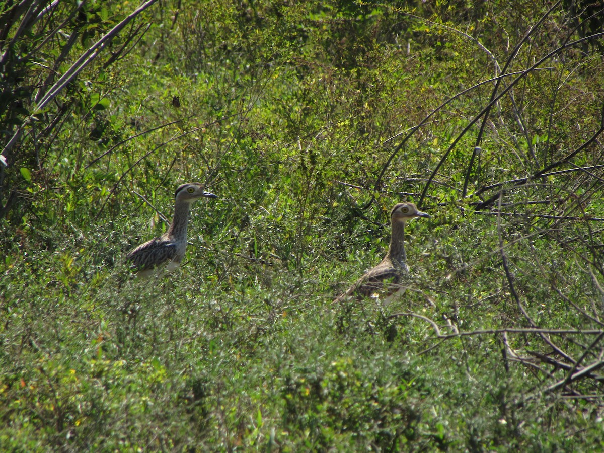 Double-striped Thick-knee - ML46018471