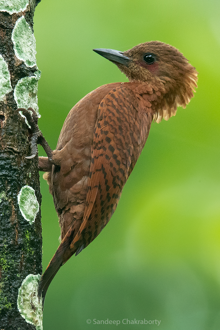 Rufous Woodpecker - ML460185111