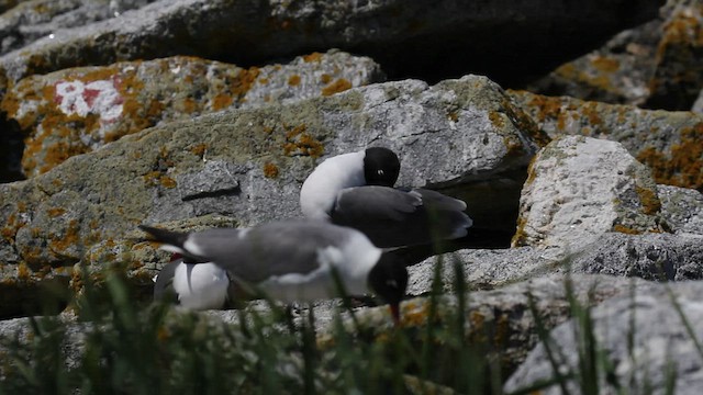 Mouette atricille - ML460185941