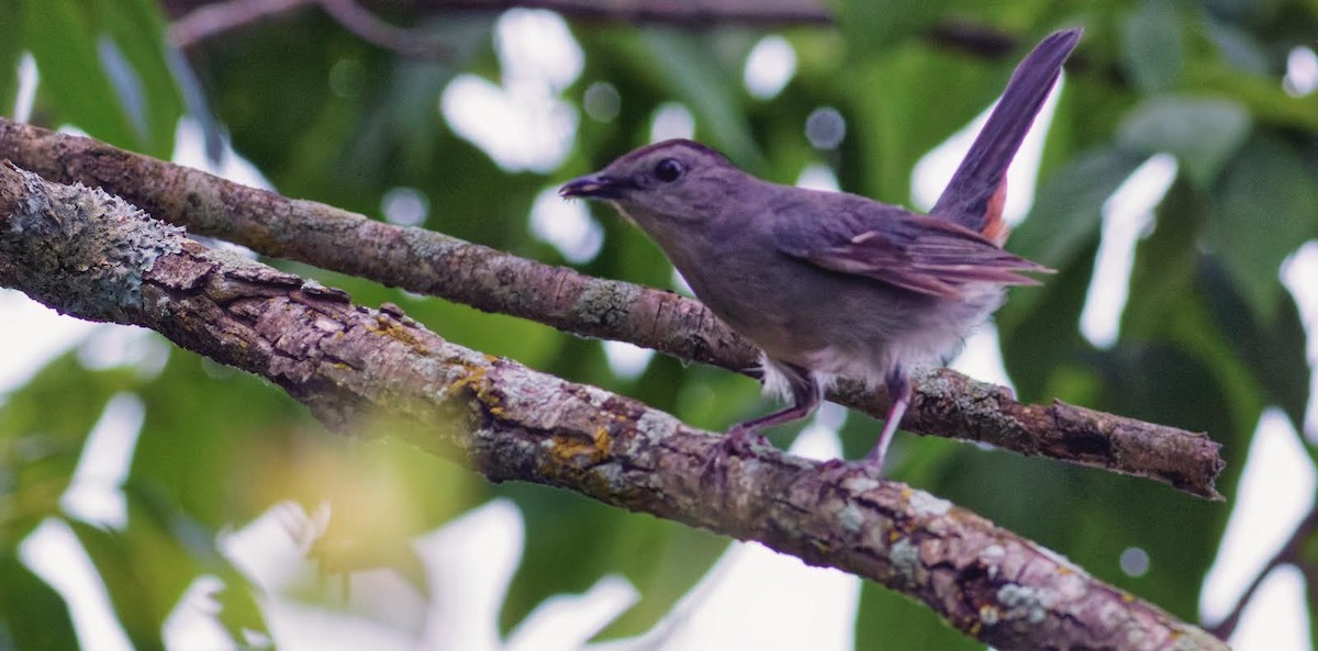 Gray Catbird - ML460187741