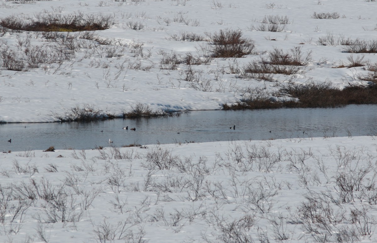 Greater Scaup - ML460188231