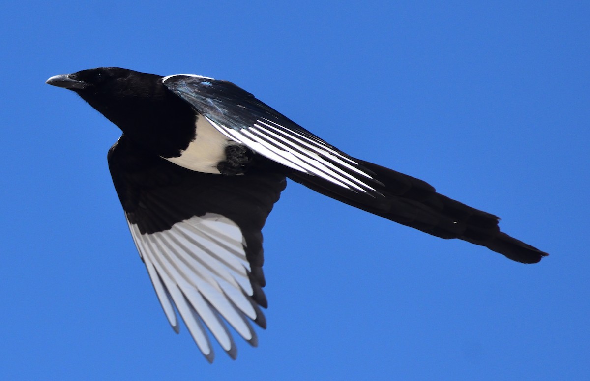 Black-billed Magpie - ML460188691