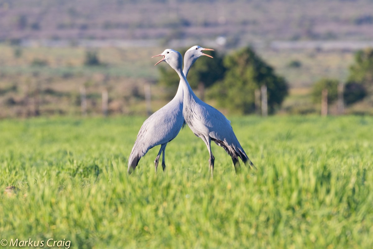 Blue Crane - Markus Craig