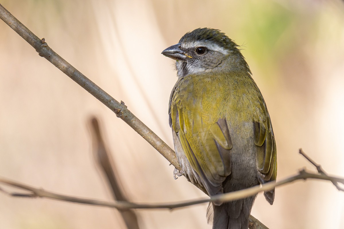 Green-winged Saltator - ML460188851