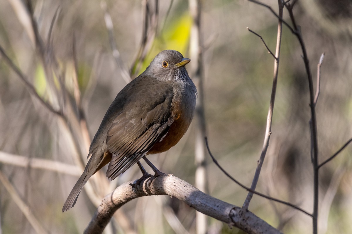 Rufous-bellied Thrush - Pablo Ramos