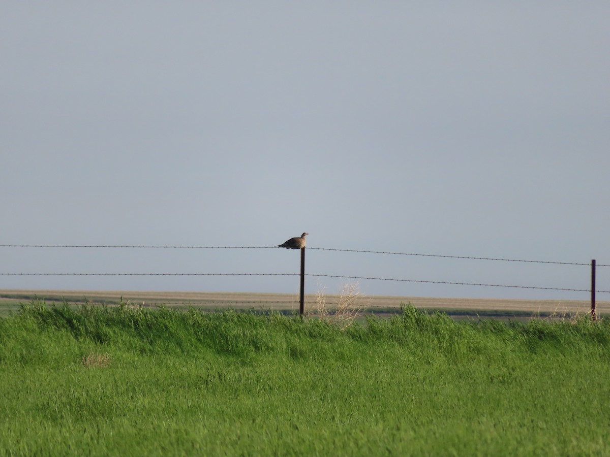 Sharp-tailed Grouse - ML460190021