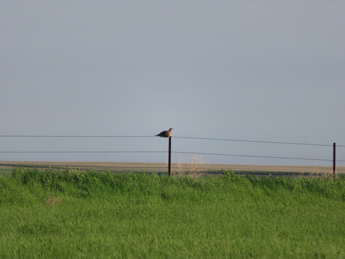 Sharp-tailed Grouse - carolyn spidle