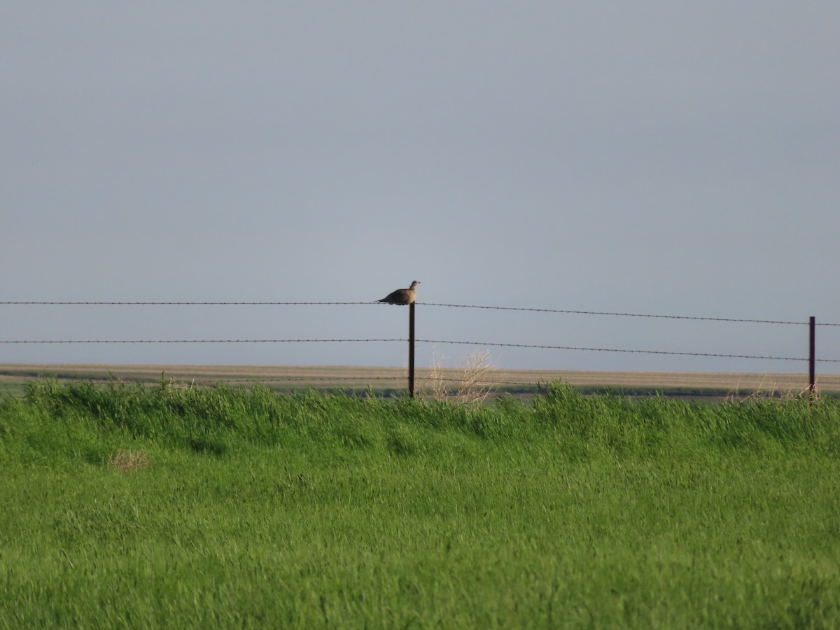 Sharp-tailed Grouse - carolyn spidle