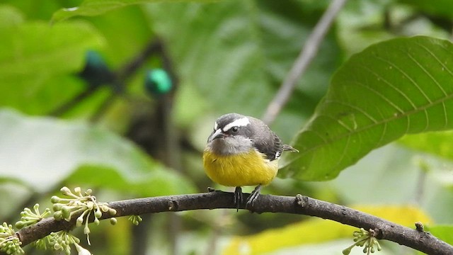 Bananaquit - ML460190431