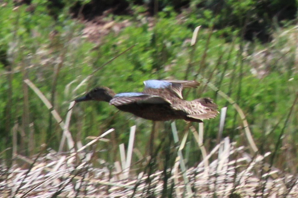 Mallard - Kathryn Dick