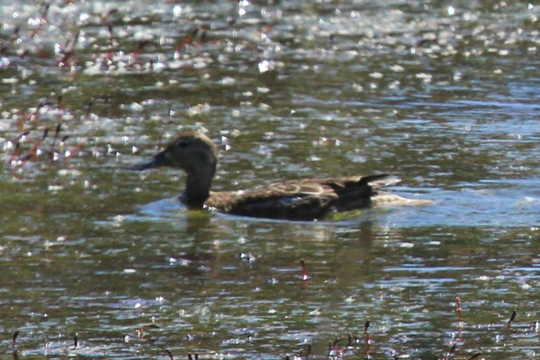 Mallard - Kathryn Dick