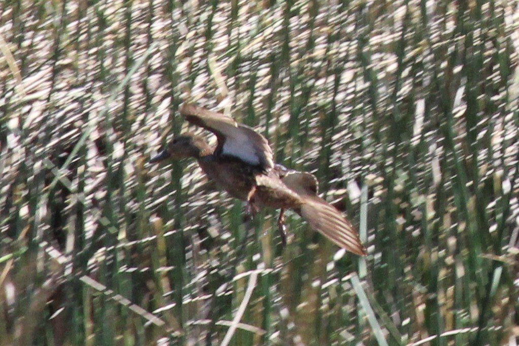 Canard colvert - ML460190731