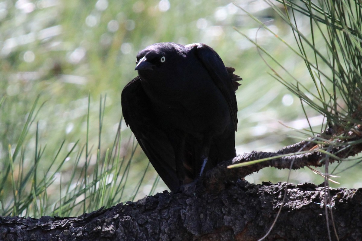 Brewer's Blackbird - ML460190841