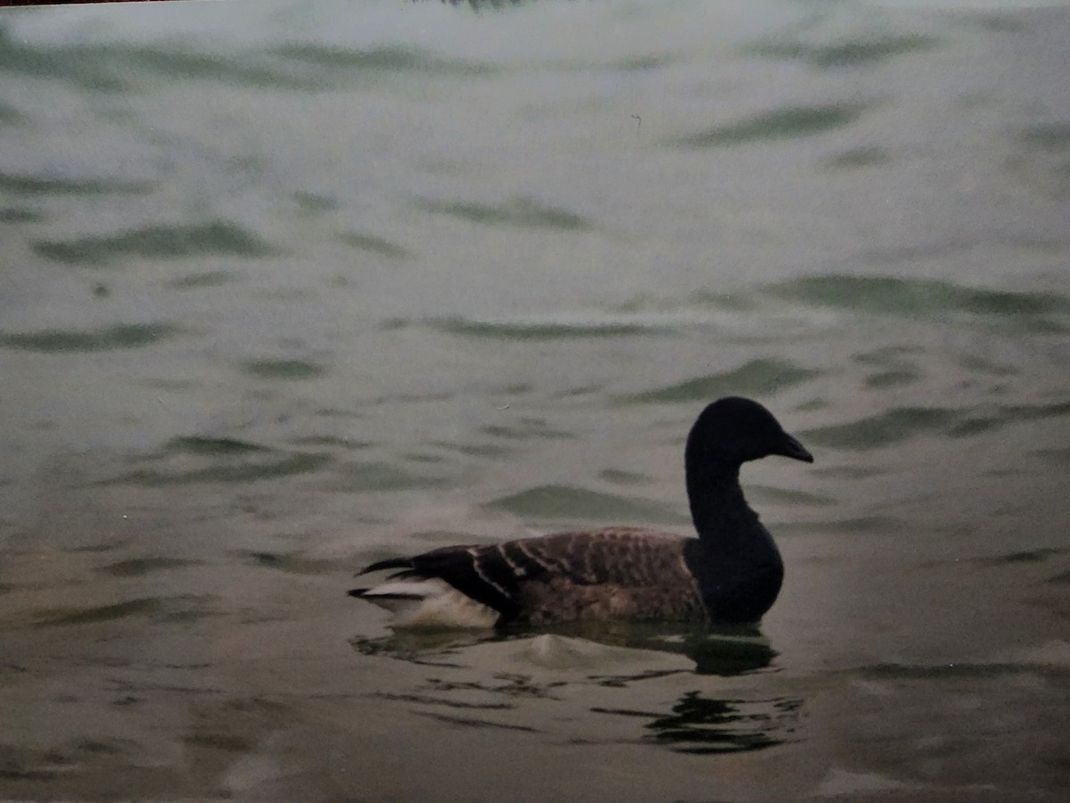 Brant - ML460191421