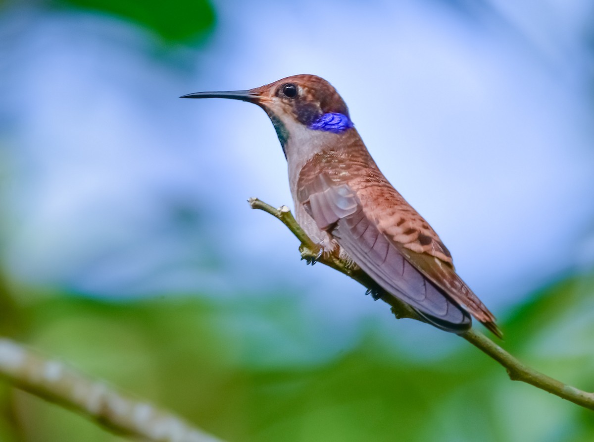 Brown Violetear - Juan Pablo Ligorria