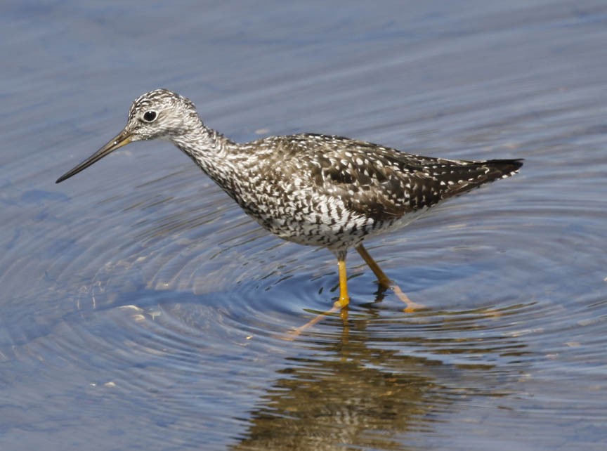 Greater Yellowlegs - ML460191811
