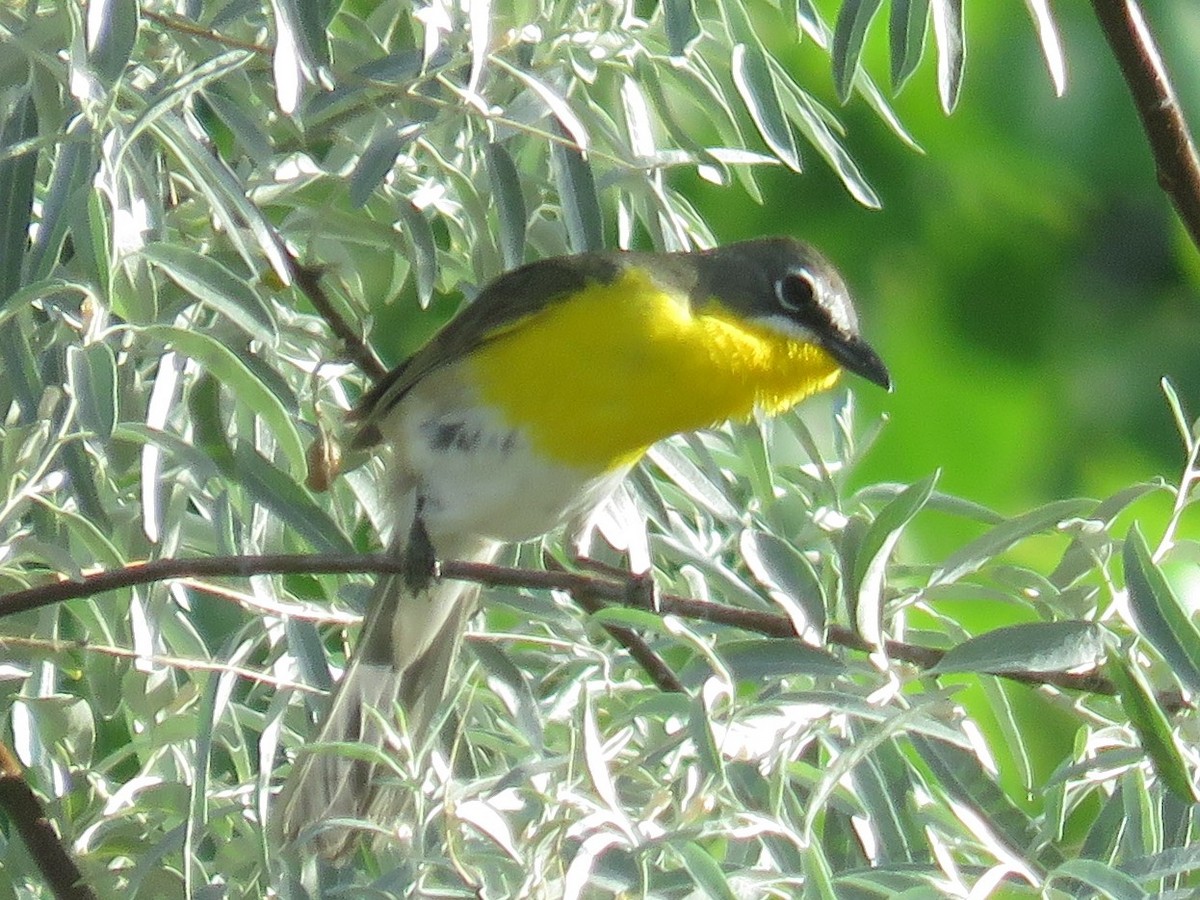 Yellow-breasted Chat - ML460192841