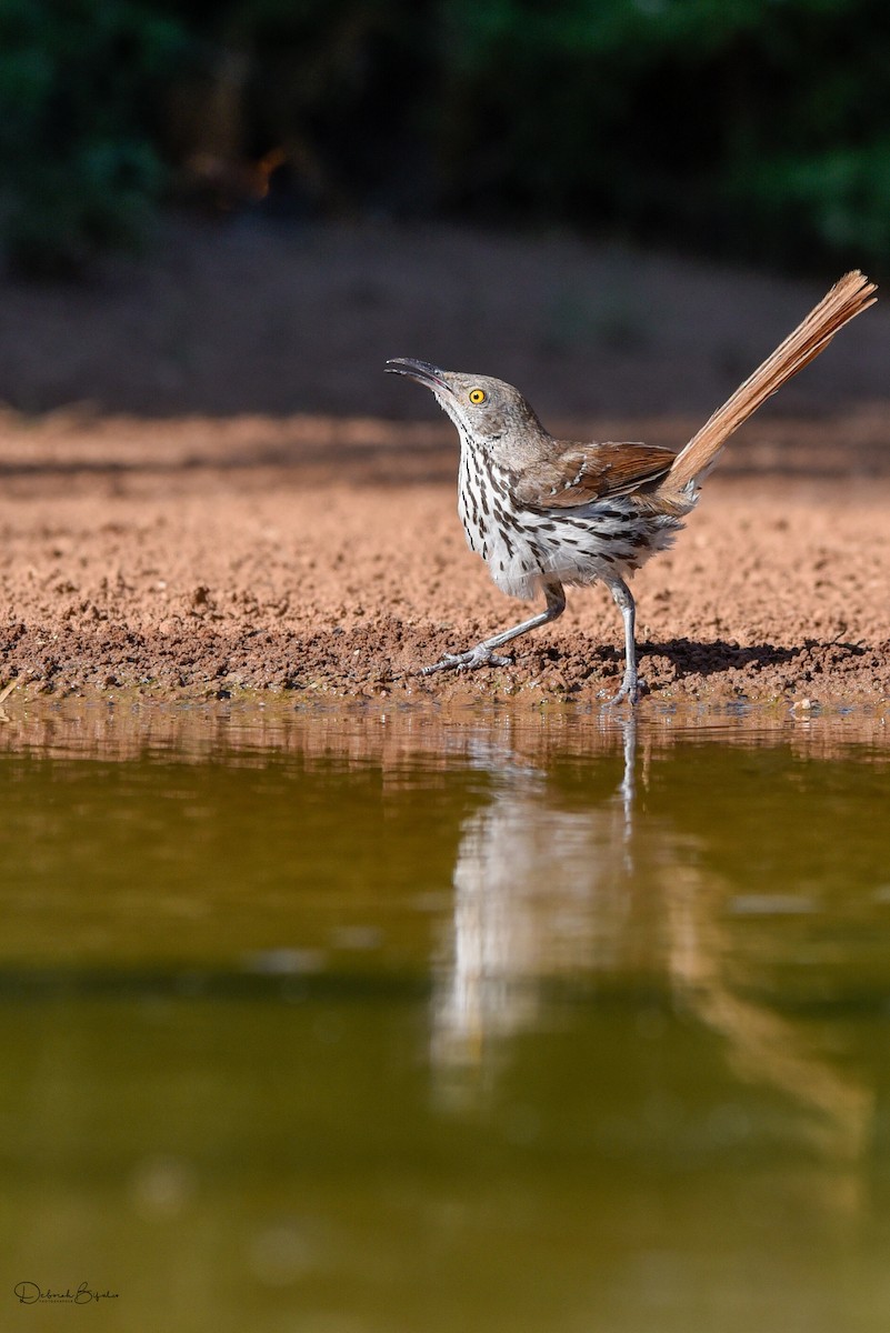 Long-billed Thrasher - ML460193311