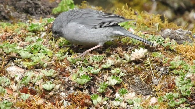 Plumbeous Sierra Finch - ML460194301